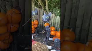 Pumpkin cats  Chester Zoo Halloween 2024 shorts [upl. by Feer]