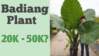 Badiang Plant Elephant Ear Worth Php20k  50k [upl. by Ateloj]