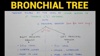 Bronchial Tree  Respiratory Pathway  Lungs Anatomy  EOMS [upl. by Zedekiah]