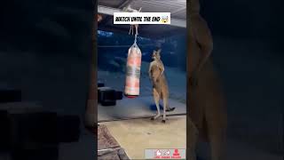 Kangaroo Fight  Ai Generated  Big Dawgs shorts [upl. by Asehr73]