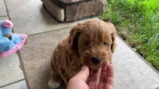 Meet Pluto The Mini Labradoodle Puppy [upl. by Nuahsyar]