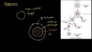 Biology  Oogenesis The Basics [upl. by Anahsirk]