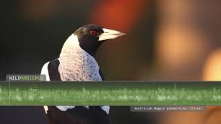 Australian Magpie Song amp Call  The sounds of Australian magpies singing in the Aussie bush [upl. by Ailima709]