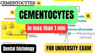 cementocytescells of cementumin 1 mincementumprofessional examDental histologyBDSDentoTuber [upl. by Deedahs215]