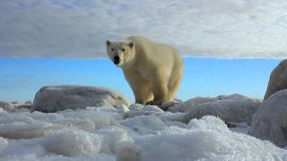 Churchill Wild  Walking with Polar Bears at the Seal River Heritage Lodge [upl. by Merci]