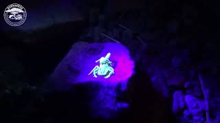 Highveld Lesser Thicktail Scorpion Uroplectes triangulifer fluorescing under UV light [upl. by Mic207]