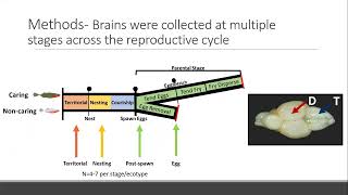 Neurogenomic signatures of paternal care in threespined stickleback Behrens Colby [upl. by Fleurette299]