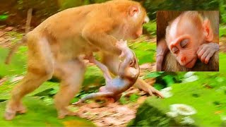 BEST CLIP BABY MONKEY POOREST BABY NEALY BREAK HAND WHEN MAMA PULL RUN AWAY FAST INFO MONKEYS [upl. by Anirpas]