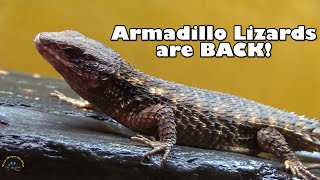 Round 2 of Our New Animals Has Arrived  Armadillo Lizards are Back 😃 [upl. by Artemisa]