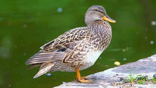 Mrs Gadwall Duck Takes a Moment to Groom by the Moat Pond 4K [upl. by Lladnyk557]