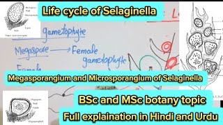 Selaginella Life cycleMicrosporangiumMegasporangiumPteridophytes [upl. by Sineray]