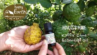 How Its Made Kaffir Lime Essential Oil [upl. by Peckham]