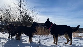 MONDAY 122 HIKE WITH CHELSEA WINSTON LUCKY AND GOOFY [upl. by Edwyna831]