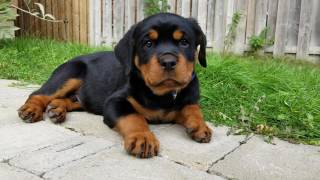 9 Week Rottweiler Puppy [upl. by Oneill124]