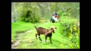 Skyfall Adele  goat video [upl. by Blancha]