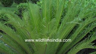 Cycad palm inflorescence leaves and bracts as seen in a Delhi garden [upl. by Tacy]