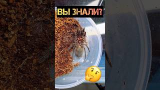 Паукптицеед Grammostola Pulchra линяет 🕷️ shorts tarantula spider pulchra molting animals [upl. by Aitenev564]