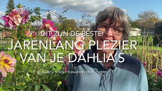 JARENLANG PLEZIER VAN DE BESTE DAHLIA’S zonder muziek [upl. by Nicholle586]