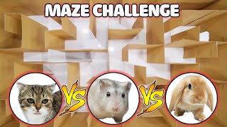 Funny Cats  Cat Kitten vs Hamster vs Rabbit Who is the BEST  Battle in the GAINT Maze [upl. by Jeroma]