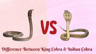 King Cobra VS Indian CobraWho is more Venomous [upl. by Mendoza]