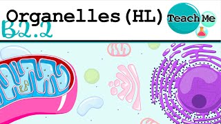 B22  Organelles  IB Biology HL [upl. by Nahshunn119]