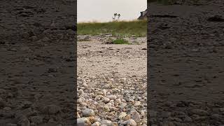 Piping plovers do the broken wing display animals plover birds [upl. by Astrid]