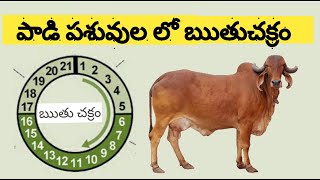 పాడి పశువుల లో ఋతుచక్రం  estrus cycle in dairy animals [upl. by Aneelahs]