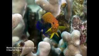 Hawaii Reef Fish Whitelist Species [upl. by Ardiedak405]