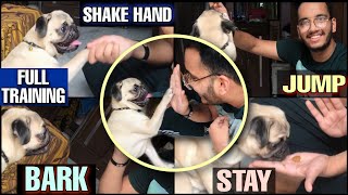 How To Train A Dog 🐾 EASY TRICK 😱 For Every Breed  How To Train A Pug  Dog Training  Pug 2021 [upl. by Ahsoyek]