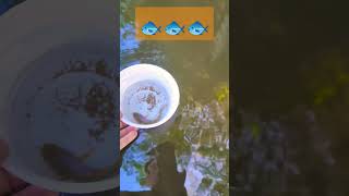 Fishy fishy fish fish 😄😄😄humor 🐟🐟youtubeshorts funny shortvideo [upl. by Leavy]