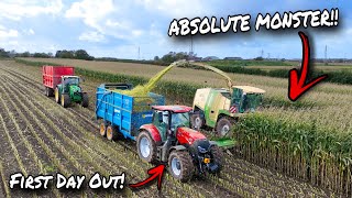 THE BIGGEST ONE I HAVE EVER SEEN CHOPPING MAIZE FOR THE VERY FIRST TIME [upl. by Eenahc622]