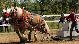 🐴HORSE PULLING COMPETITION Horse Pulling Contest Draft Horse Pull [upl. by Llecram]