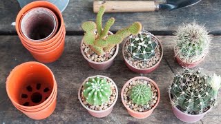 Cómo reproducir el cactus mediante esquejes  Bricomanía  Jardinatis [upl. by Reiche]