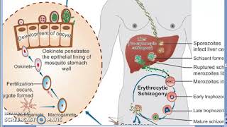 Parasitology 075 e Plasmodium Malaria Liver Schizogony Schizont RBC human trophozoite erypthrocyte [upl. by Naitsyrk]