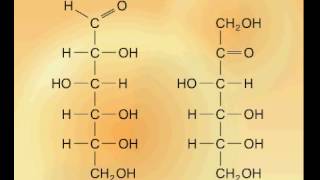 Glukoza dhe fruktoza [upl. by Lilas47]
