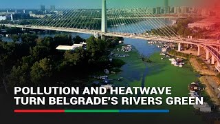 Pollution and heatwave turn Belgrades rivers green [upl. by Osric780]