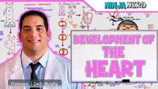 Embryology  Development of the Heart ❤️ [upl. by Penelope]