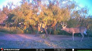 Trail Cam Photos amp Videos 110924111624  Lake Alan Henry Wildlife Cam  Texas [upl. by Irvine344]