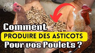 Comment Produire des Asticots pour vos Poulets facilement [upl. by Adnerak108]