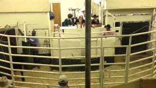 Texas Cattle Auction [upl. by Bonita]