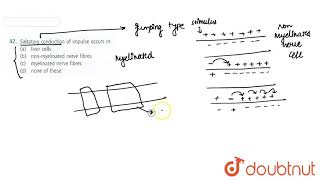 Saltatory conduction of impulse occurs in [upl. by Irep]