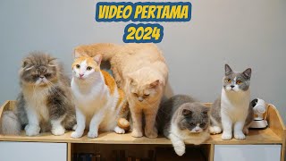 VIDEO PERTAMA KUCING CEMARA 2024 [upl. by Etyak]