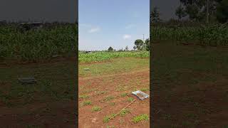 Maize farming in Kenya maize youtubeshorts farmer semiarid [upl. by Dalury516]