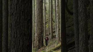 Silent Hunting Blacktail Deer in Old Growth Forests on Vancouver Island [upl. by Mcdowell]