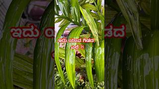 ಎಲೆಯನ್ನು ಗುರುತಿಸಿಸಾಮಾನ್ಯ ಜ್ಞಾನ ಪ್ರಶ್ನೋತ್ತರಗಳು kannada shorts  ytshorts kannadaquiz gk [upl. by Morlee]