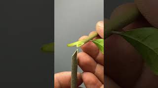 Best method and unique ideas for the grafting of fruit trees grafting plants garden tree​ [upl. by Pearman]