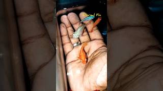 Molly Fish breeding  தமிழ் [upl. by Rodmann534]