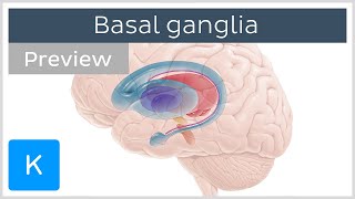 Basal ganglia Pathways and functions preview  Human Neuroanatomy  Kenhub [upl. by Eemiaj]