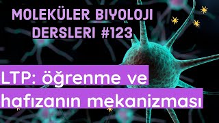 Öğrenme ve hafızanın moleküler mekanizması  LTP  Öğrendiğimiz şeyleri nasıl unutmayız [upl. by Dre]