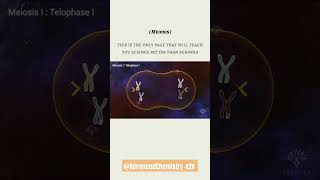 Meiosis shortsfeed biology meiosis meiosis fypシ゚viral [upl. by Zales]